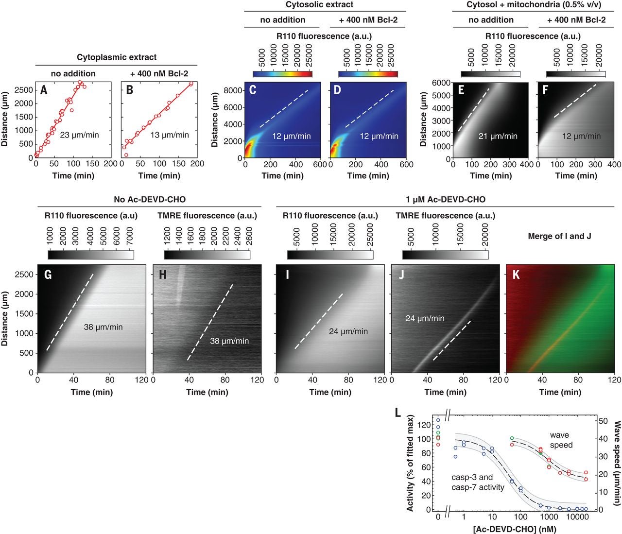 Fig. 3 Both GST–Bcl-2 addition and inhibition of caspase-3 and caspase-7 affect the speed of the trigger waves.