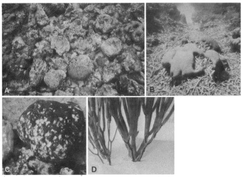 fig_4.jpg
