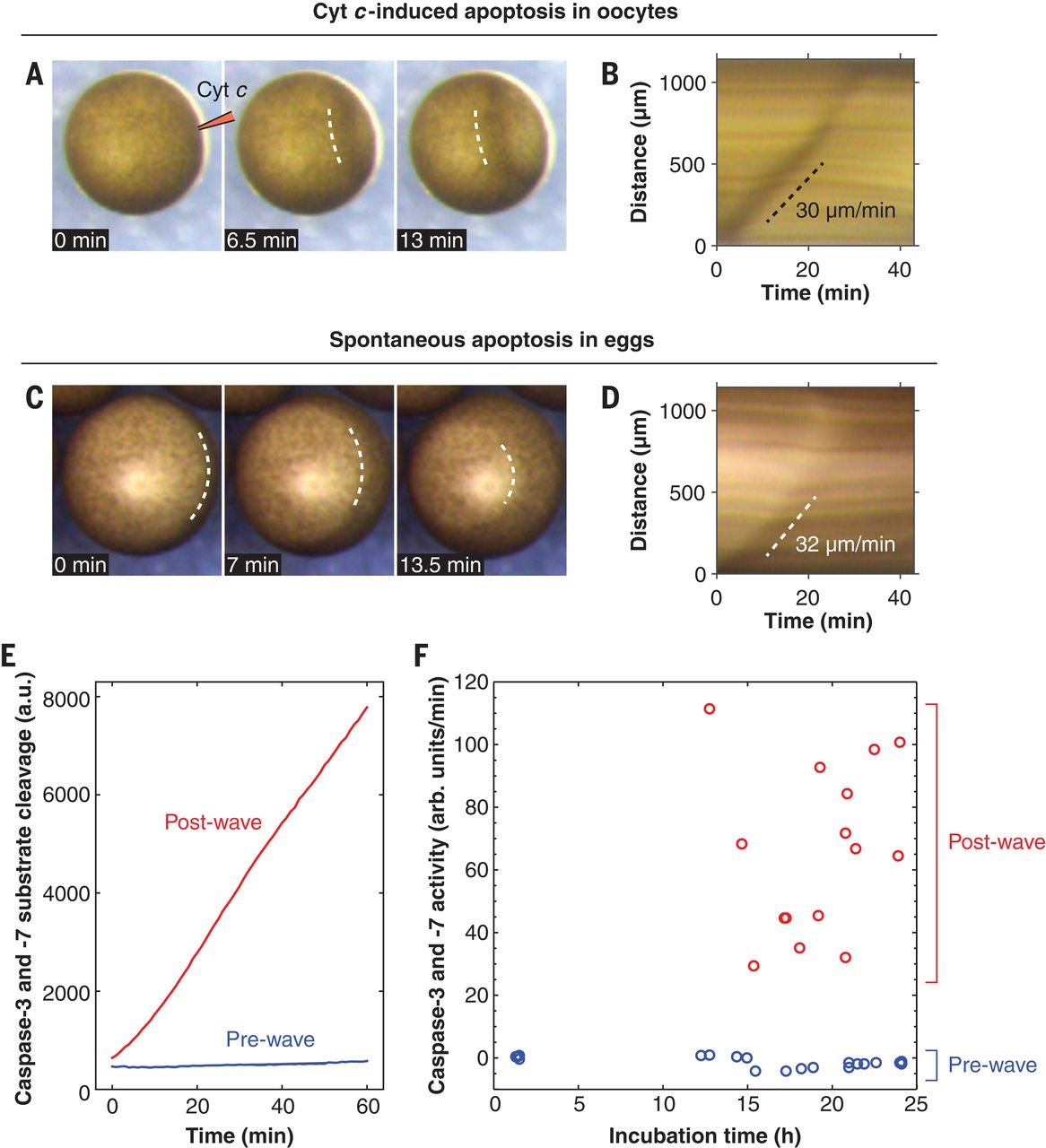 Fig. 4 Apoptotic trigger waves in intact oocytes and eggs.