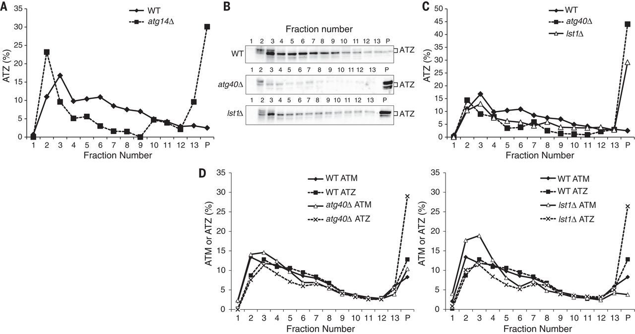 Fig. 4 ATZ aggregates accumulate in atg40Δ and lst1Δ mutants.