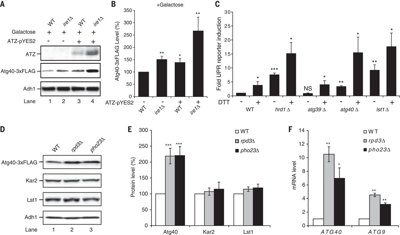 Fig. 5&nbsp;Atg40 expression is regulated by the Rpd3-Pho23 complex.