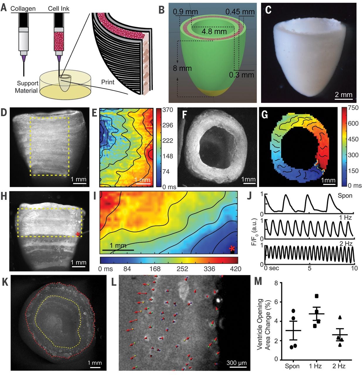 BioprintHeart_3