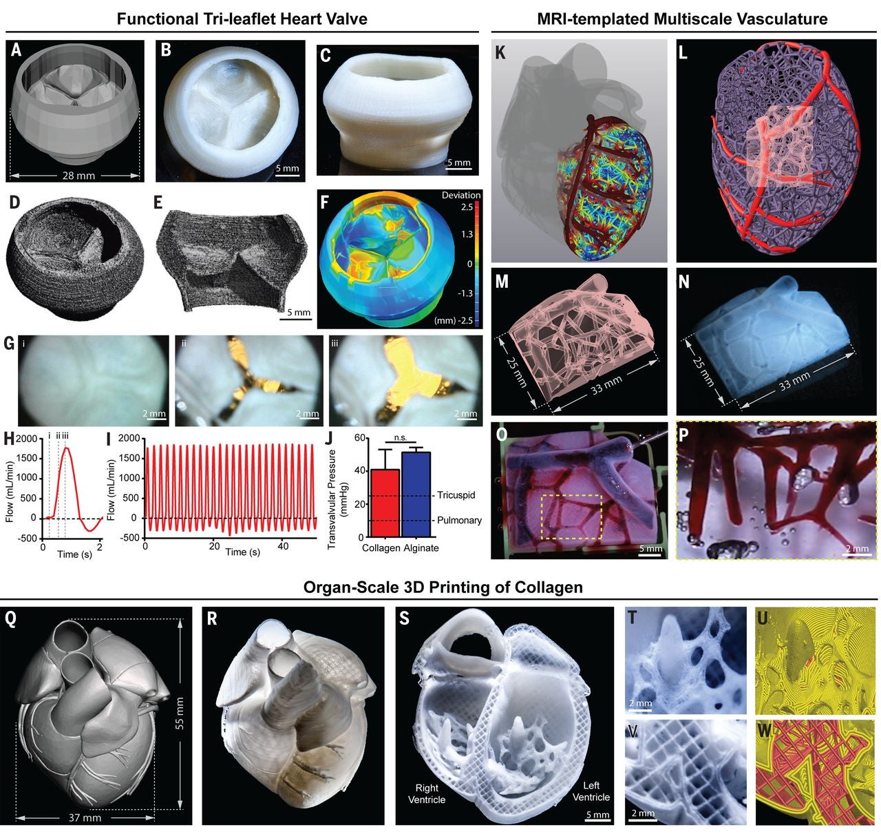 BioprintHeart_4