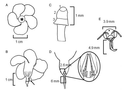 Fig.1.