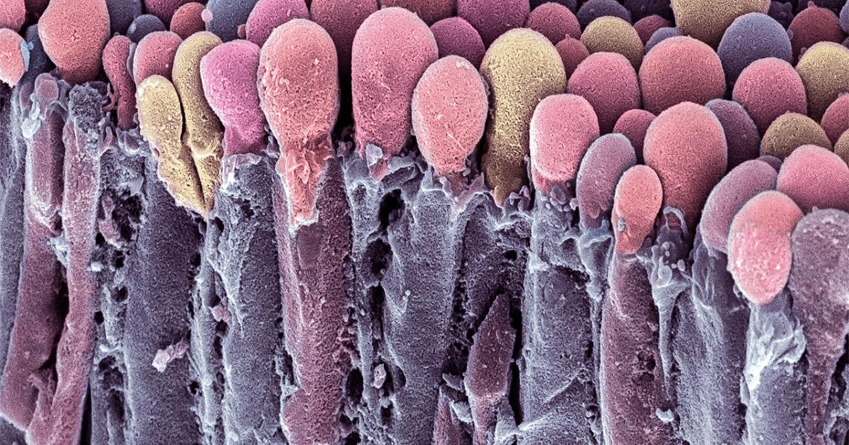 Deep clean your brain in one easy step | Science in the Classroom
