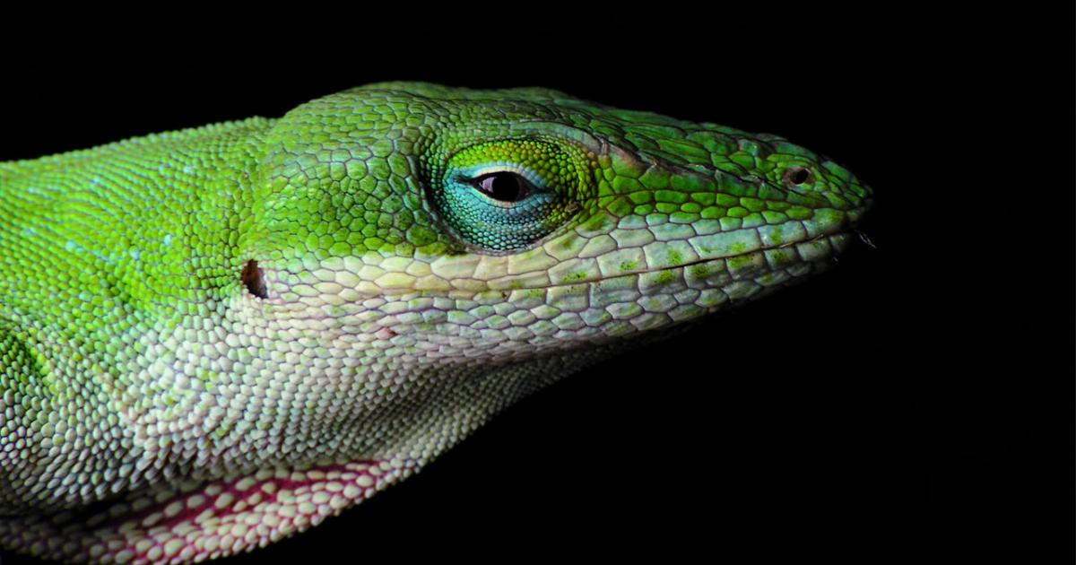 There's a new kid in town | Science in the Classroom